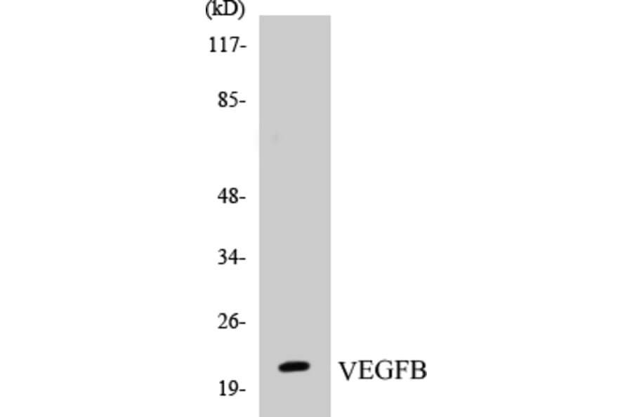 Western Blot - VEGFB Cell Based ELISA Kit (CB5722) - Antibodies.com