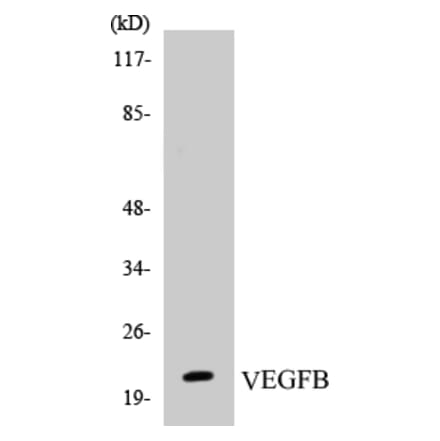 Western Blot - VEGFB Cell Based ELISA Kit (CB5722) - Antibodies.com