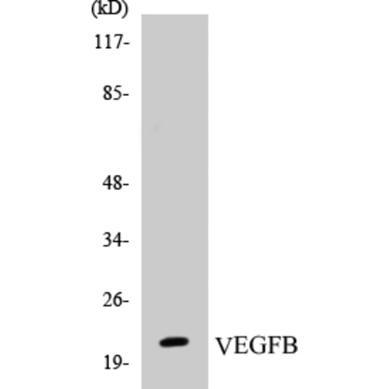 Western Blot - VEGFB Cell Based ELISA Kit (CB5722) - Antibodies.com