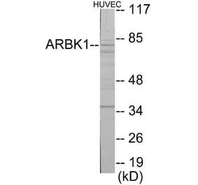 Western Blot - ARBK1 Cell Based ELISA Kit (CB5863) - Antibodies.com