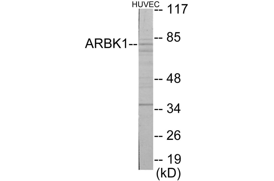 Western Blot - ARBK1 Cell Based ELISA Kit (CB5863) - Antibodies.com