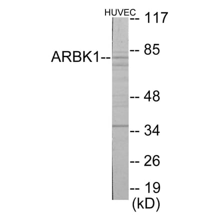 Western Blot - ARBK1 Cell Based ELISA Kit (CB5863) - Antibodies.com
