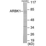 Western Blot - ARBK1 Cell Based ELISA Kit (CB5863) - Antibodies.com