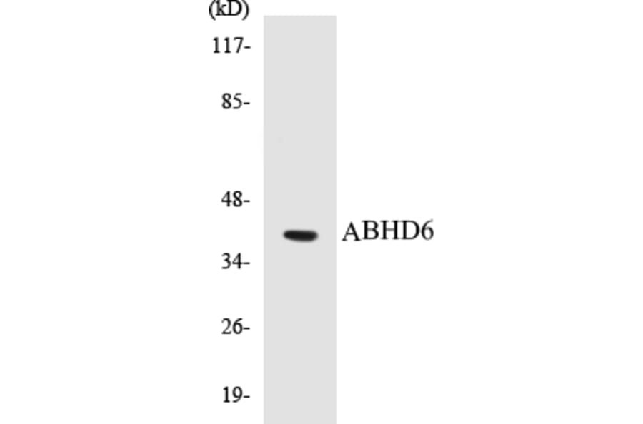 Western Blot - ABHD6 Cell Based ELISA Kit (CB5012) - Antibodies.com