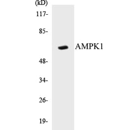 Western Blot - AMPK1 Cell Based ELISA Kit (CB5036) - Antibodies.com