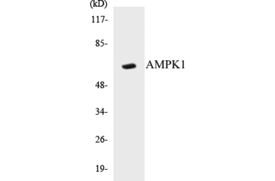 Western Blot - AMPK1 Cell Based ELISA Kit (CB5036) - Antibodies.com
