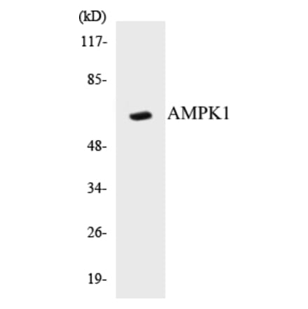 Western Blot - AMPK1 Cell Based ELISA Kit (CB5036) - Antibodies.com