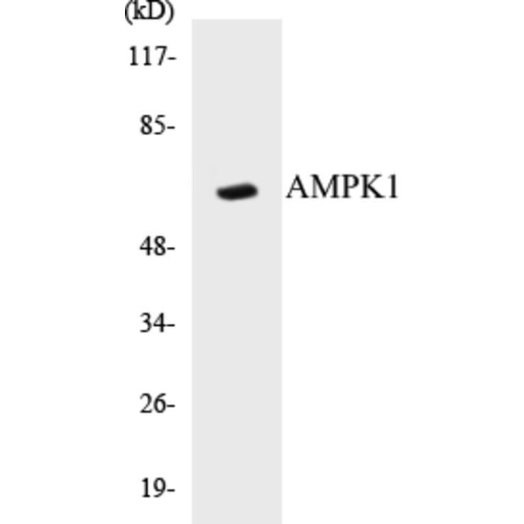Western Blot - AMPK1 Cell Based ELISA Kit (CB5036) - Antibodies.com