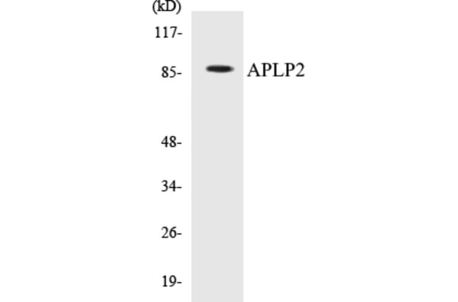 Western Blot - APLP2 Cell Based ELISA Kit (CB5046) - Antibodies.com