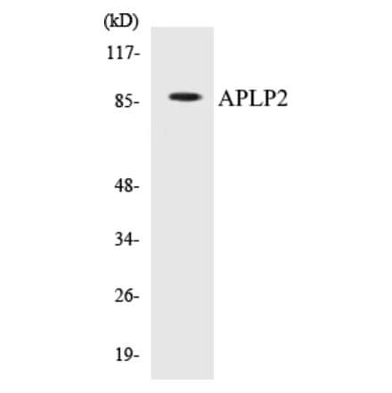 Western Blot - APLP2 Cell Based ELISA Kit (CB5046) - Antibodies.com