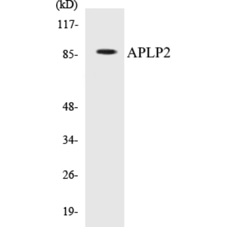 Western Blot - APLP2 Cell Based ELISA Kit (CB5046) - Antibodies.com