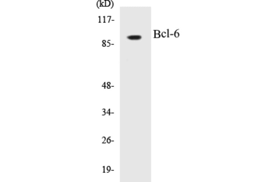 Western Blot - Bcl-6 Cell Based ELISA Kit (CB5069) - Antibodies.com