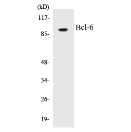 Western Blot - Bcl-6 Cell Based ELISA Kit (CB5069) - Antibodies.com