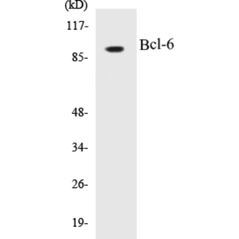 Western Blot - Bcl-6 Cell Based ELISA Kit (CB5069) - Antibodies.com