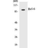 Western Blot - Bcl-6 Cell Based ELISA Kit (CB5069) - Antibodies.com