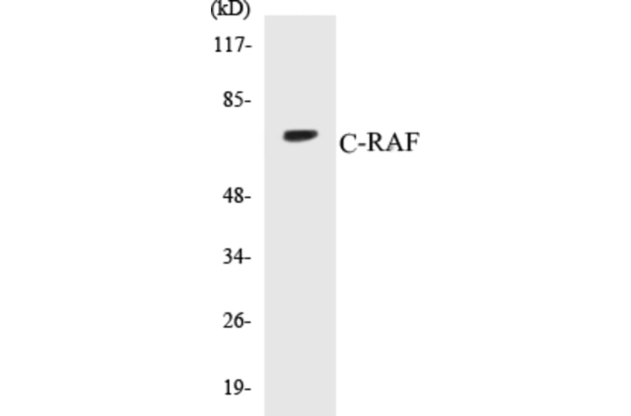 Western Blot - C-RAF Cell Based ELISA Kit (CB5168) - Antibodies.com