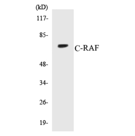 Western Blot - C-RAF Cell Based ELISA Kit (CB5168) - Antibodies.com