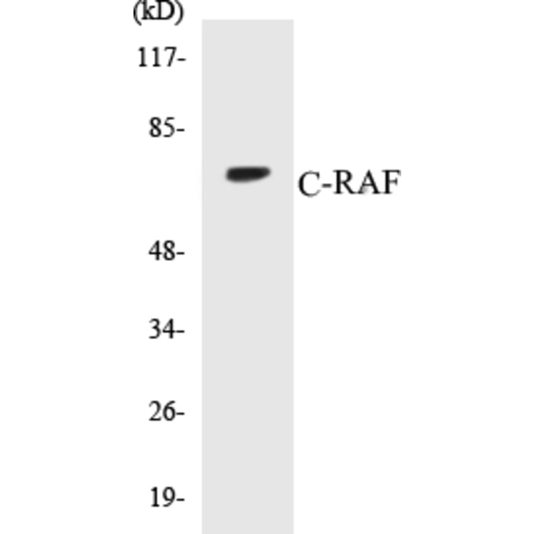 Western Blot - C-RAF Cell Based ELISA Kit (CB5168) - Antibodies.com