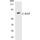 Western Blot - C-RAF Cell Based ELISA Kit (CB5168) - Antibodies.com