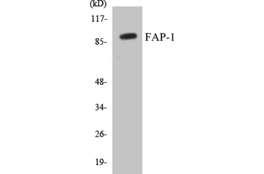Western Blot - FAP-1 Cell Based ELISA Kit (CB5257) - Antibodies.com