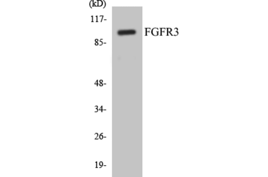 Western Blot - FGFR3 Cell Based ELISA Kit (CB5265) - Antibodies.com