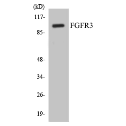 Western Blot - FGFR3 Cell Based ELISA Kit (CB5265) - Antibodies.com