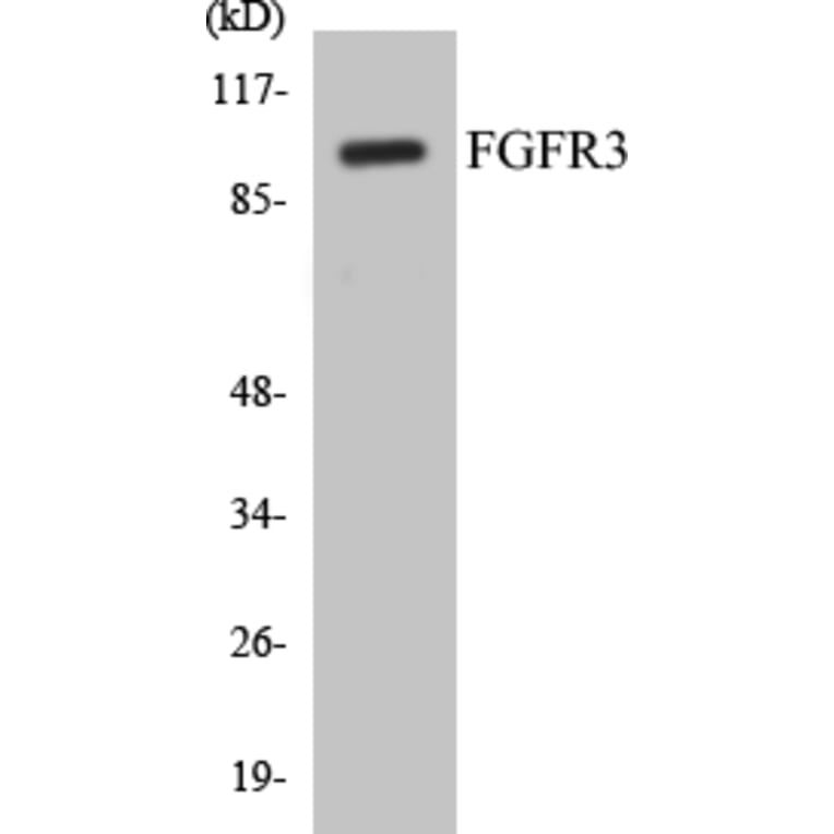 Western Blot - FGFR3 Cell Based ELISA Kit (CB5265) - Antibodies.com