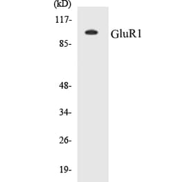 Western Blot - GluR1 Cell Based ELISA Kit (CB5295) - Antibodies.com