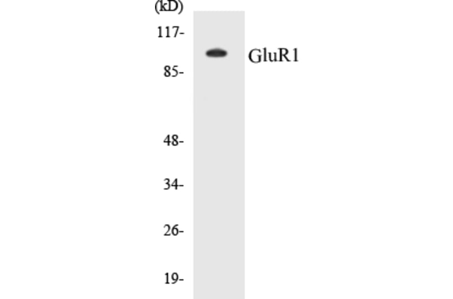 Western Blot - GluR1 Cell Based ELISA Kit (CB5295) - Antibodies.com
