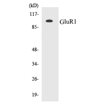 Western Blot - GluR1 Cell Based ELISA Kit (CB5295) - Antibodies.com