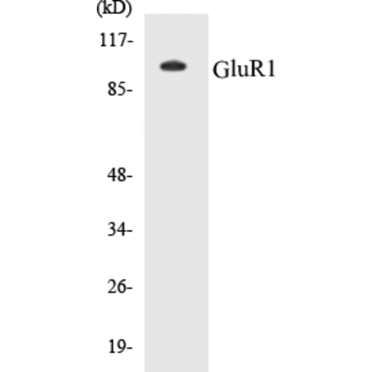 Western Blot - GluR1 Cell Based ELISA Kit (CB5295) - Antibodies.com