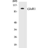 Western Blot - GluR1 Cell Based ELISA Kit (CB5295) - Antibodies.com