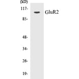Western Blot - GluR2 Cell Based ELISA Kit (CB5296) - Antibodies.com