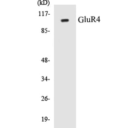 Western Blot - GluR4 Cell Based ELISA Kit (CB5297) - Antibodies.com