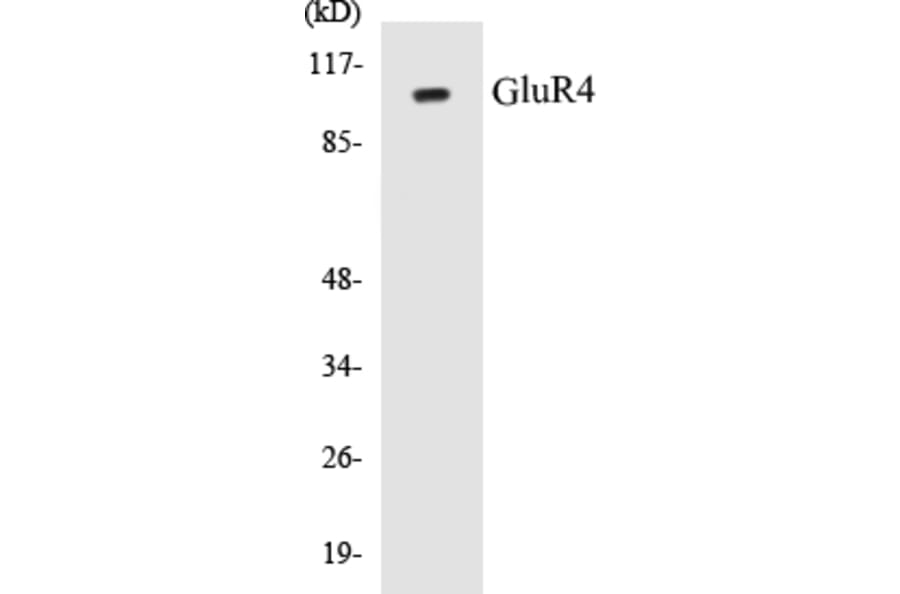Western Blot - GluR4 Cell Based ELISA Kit (CB5297) - Antibodies.com