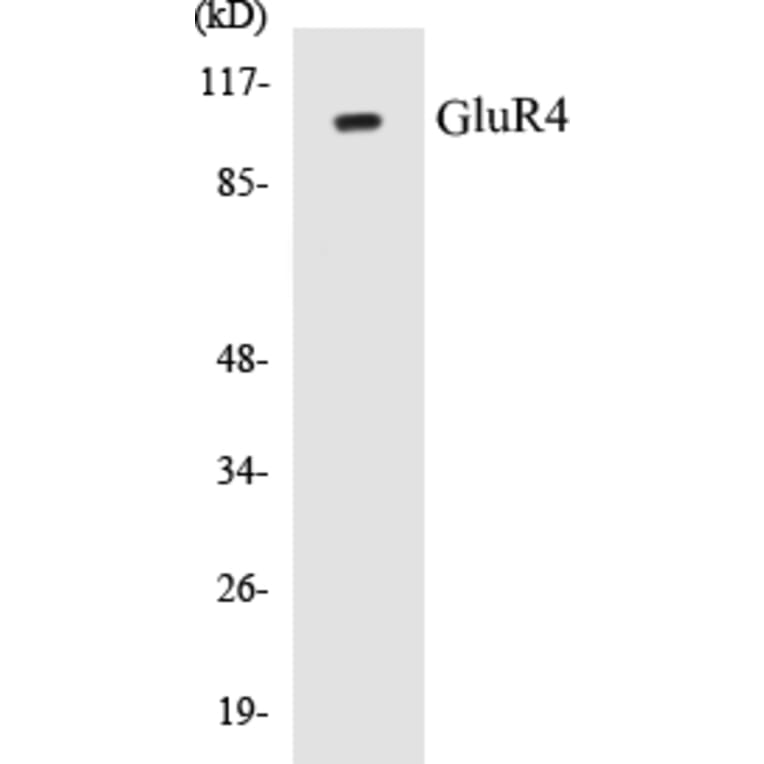 Western Blot - GluR4 Cell Based ELISA Kit (CB5297) - Antibodies.com