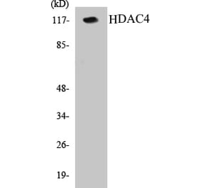 Western Blot - HDAC4 Cell Based ELISA Kit (CB5322) - Antibodies.com