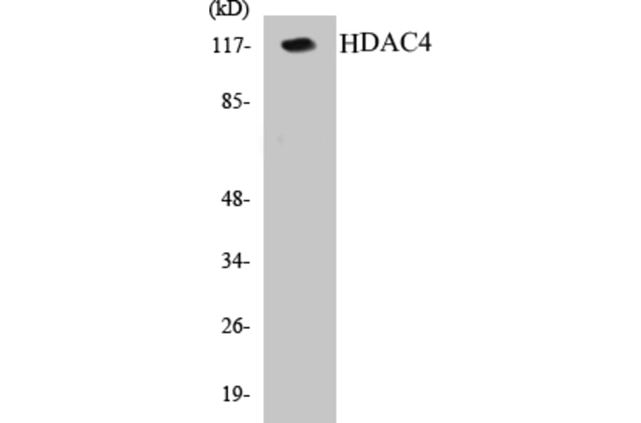 Western Blot - HDAC4 Cell Based ELISA Kit (CB5322) - Antibodies.com