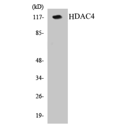 Western Blot - HDAC4 Cell Based ELISA Kit (CB5322) - Antibodies.com