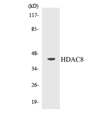 Western Blot - HDAC8 Cell Based ELISA Kit (CB5327) - Antibodies.com