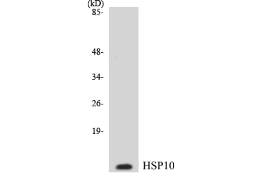Western Blot - HSP10 Cell Based ELISA Kit (CB5346) - Antibodies.com