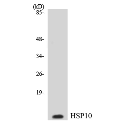 Western Blot - HSP10 Cell Based ELISA Kit (CB5346) - Antibodies.com