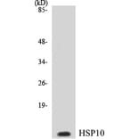 Western Blot - HSP10 Cell Based ELISA Kit (CB5346) - Antibodies.com