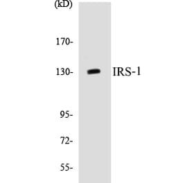 Western Blot - IRS-1 Cell Based ELISA Kit (CB5379) - Antibodies.com