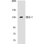 Western Blot - IRS-1 Cell Based ELISA Kit (CB5379) - Antibodies.com