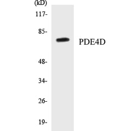 Western Blot - PDE4D Cell Based ELISA Kit (CB5542) - Antibodies.com