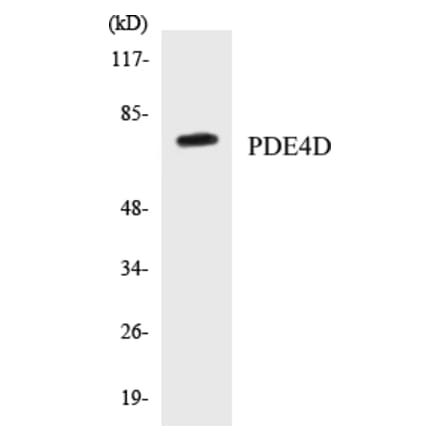 Western Blot - PDE4D Cell Based ELISA Kit (CB5542) - Antibodies.com