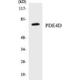 Western Blot - PDE4D Cell Based ELISA Kit (CB5542) - Antibodies.com