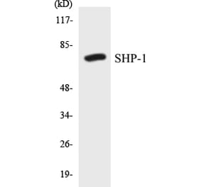 Western Blot - SHP-1 Cell Based ELISA Kit (CB5630) - Antibodies.com