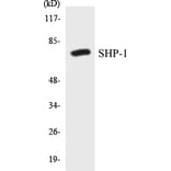 Western Blot - SHP-1 Cell Based ELISA Kit (CB5630) - Antibodies.com